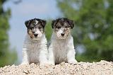 FOX TERRIER 259